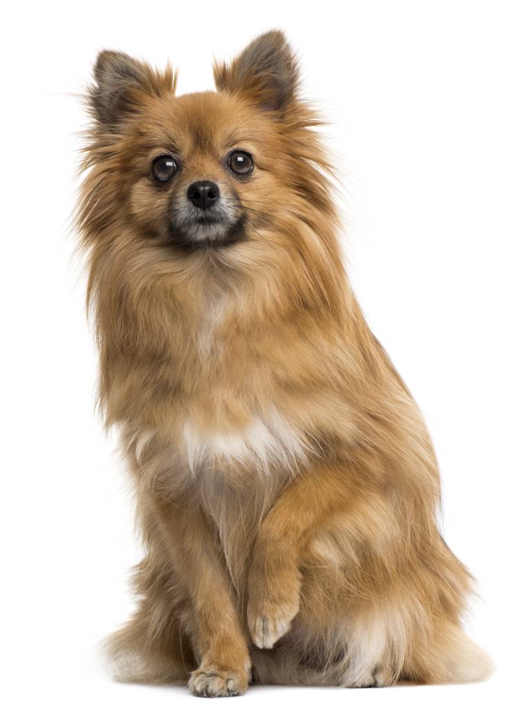 Brussels pet registry